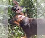 Small Photo #5 German Shepherd Dog Puppy For Sale in WELLINGTON, FL, USA