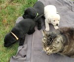 Small Photo #17 Labrador Retriever Puppy For Sale in OLYMPIA, WA, USA