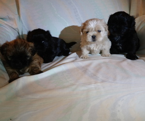 Shih Tzu Litter for sale in SALEM, OR, USA