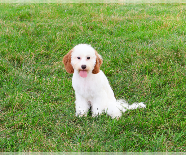 Medium Photo #1 Cavapoo (Miniature) Puppy For Sale in SYRACUSE, IN, USA