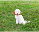 Image preview for Ad Listing. Nickname: Emerald