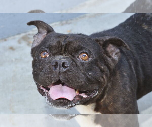 Medium Photo #1 Bulldog Puppy For Sale in Pasadena, CA, USA