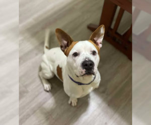 Cole - Male American Bulldog-Unknown Mix Dog for Adoption - Photo #2
