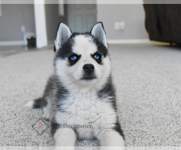 Medium Photo #1 Pomsky Puppy For Sale in KANSAS CITY, MO, USA