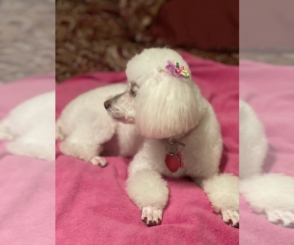 Medium Photo #4 Poodle (Toy) Puppy For Sale in HUNTSVILLE, AL, USA