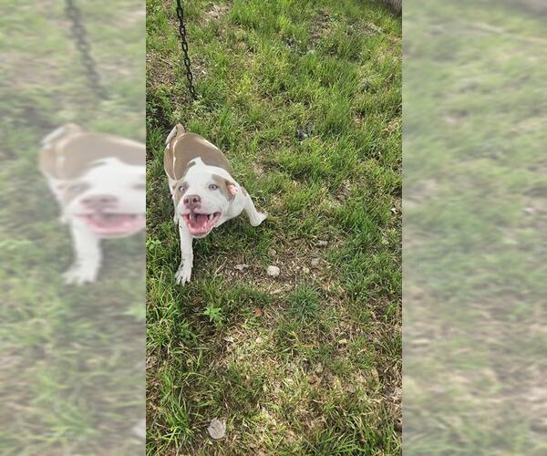Medium Photo #1 American Staffordshire Terrier-Unknown Mix Puppy For Sale in San Antonio, TX, USA