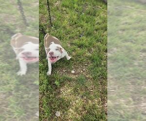 American Staffordshire Terrier-Unknown Mix Dogs for adoption in San Antonio, TX, USA