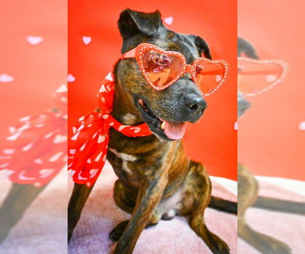 Medium Photo #1 Chinese Shar-Pei-Unknown Mix Puppy For Sale in Sacramento, CA, USA