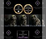 Small Photo #103 Poodle (Miniature) Puppy For Sale in WARSAW, IN, USA