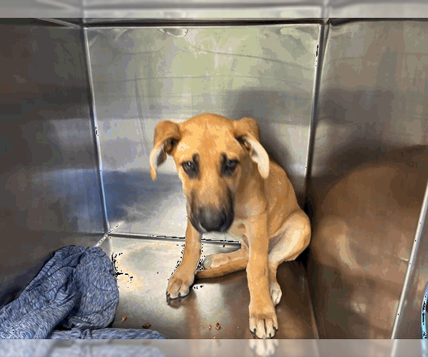Medium Photo #2 Great Dane-Unknown Mix Puppy For Sale in Woodbury, NY, USA