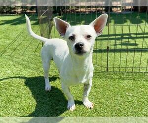 Chihuahua Dogs for adoption in Orange, CA, USA