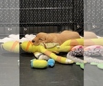 Small Photo #7 Golden Retriever Puppy For Sale in IRWIN, PA, USA