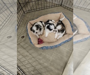 Shorkie Tzu Puppy for sale in WARNER, OK, USA