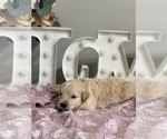 Small #7 Goldendoodle (Miniature)