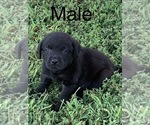 Small Photo #1 Labrador Retriever Puppy For Sale in SPOTSYLVANIA, VA, USA