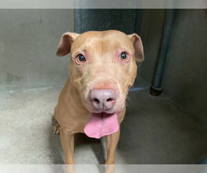 Mutt Dogs for adoption in San Bernardino, CA, USA