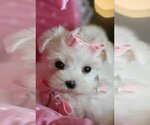 Small Photo #4 Maltese Puppy For Sale in PEMBROKE PINES, FL, USA