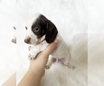 Small #1 Dachshund