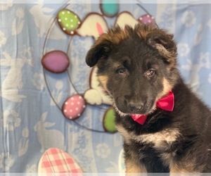 German Shepherd Dog Puppy for sale in LANCASTER, PA, USA