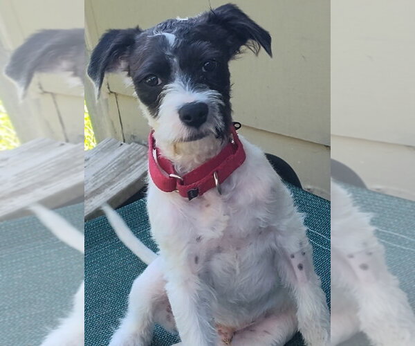 Medium Photo #2 Jack Russell Terrier-Unknown Mix Puppy For Sale in Boston, MA, USA
