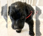 Small Photo #20 Bernedoodle Puppy For Sale in WALNUT GROVE, MO, USA