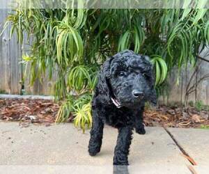 Goldendoodle Puppy for Sale in AUBURN, California USA