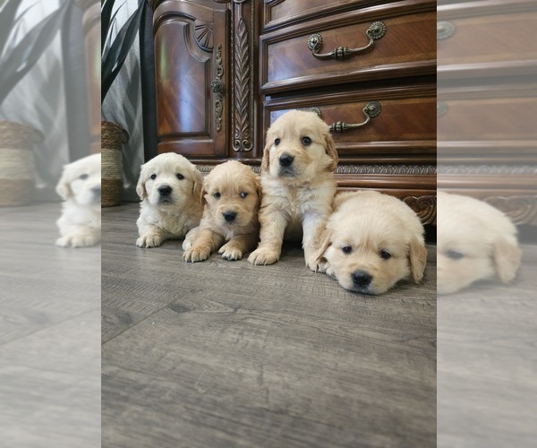 Medium Photo #5 English Cream Golden Retriever Puppy For Sale in ELVERTA, CA, USA