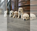 Small #4 English Cream Golden Retriever