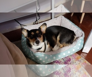 Mother of the Pembroke Welsh Corgi puppies born on 12/25/2022