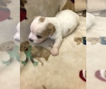 Small Photo #5 Cavachon Puppy For Sale in SILEX, MO, USA