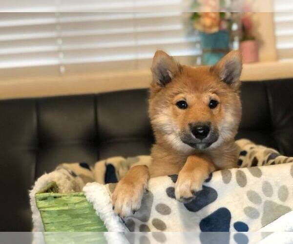 Medium Photo #4 Shiba Inu Puppy For Sale in LAS VEGAS, NV, USA