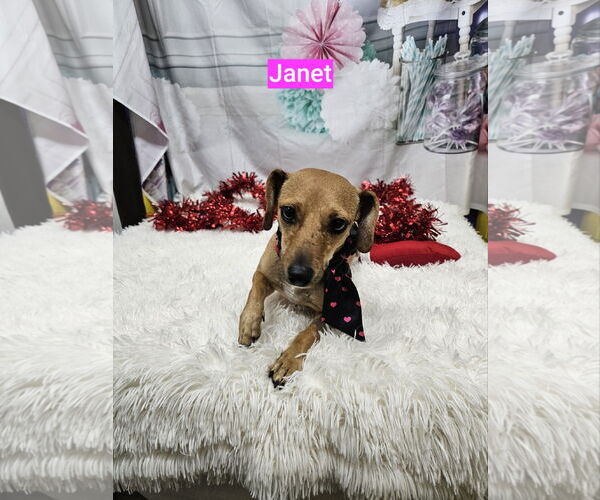 Medium Photo #4 Dachshund-Unknown Mix Puppy For Sale in Metairie, LA, USA