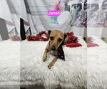 Small #3 Dachshund Mix