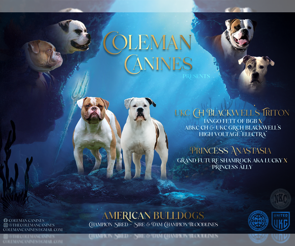 Medium Photo #1 American Bulldog Puppy For Sale in DURHAM, NC, USA