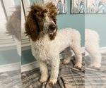 Small Photo #4 Poodle (Standard) Puppy For Sale in DUNCAN, OK, USA