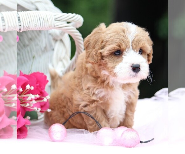 Medium Photo #8 Cavapoo Puppy For Sale in JONES, MI, USA