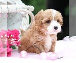 Small #7 Cavapoo