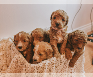 Goldendoodle (Miniature) Puppy for sale in MOUNT STERLING, KY, USA