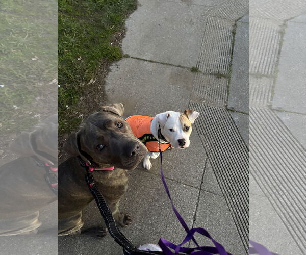 Medium Photo #4 American Pit Bull Terrier Puppy For Sale in Berkeley, CA, USA