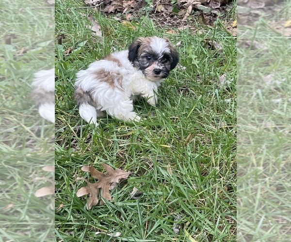 Medium Photo #3 Zuchon Puppy For Sale in RIVERDALE, MD, USA