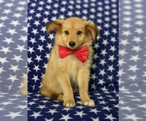 Shetland Sheepdog-Unknown Mix Puppy for sale in PEACH BOTTOM, PA, USA