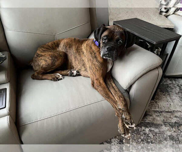 Medium Photo #3 Boxer Puppy For Sale in Burnsville, MN, USA