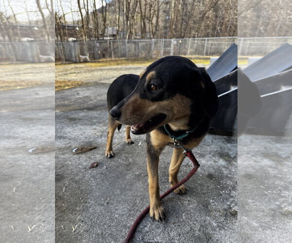 Medium Photo #6 Mutt Puppy For Sale in Hinton, WV, USA