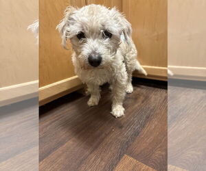 Mutt Dogs for adoption in Holly Springs, NC, USA