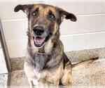 Small #1 German Shepherd Dog