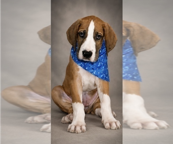 Medium Photo #1 Great Dane Puppy For Sale in MESA, AZ, USA