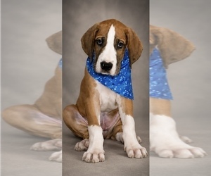 Medium Great Dane
