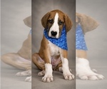 Puppy Puppy 1 Great Dane