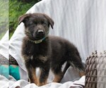 Small Photo #3 German Shepherd Dog Puppy For Sale in KINZERS, PA, USA
