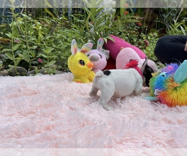 Medium Photo #16 French Bulldog Puppy For Sale in LEHIGH ACRES, FL, USA
